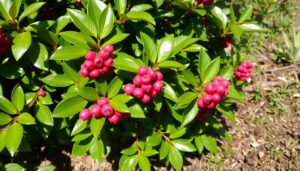Lilly Pilly Resilience: Size, Growth Rate and Planting Tips
